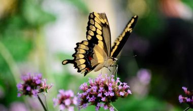 Types of Butterflies in Maryland