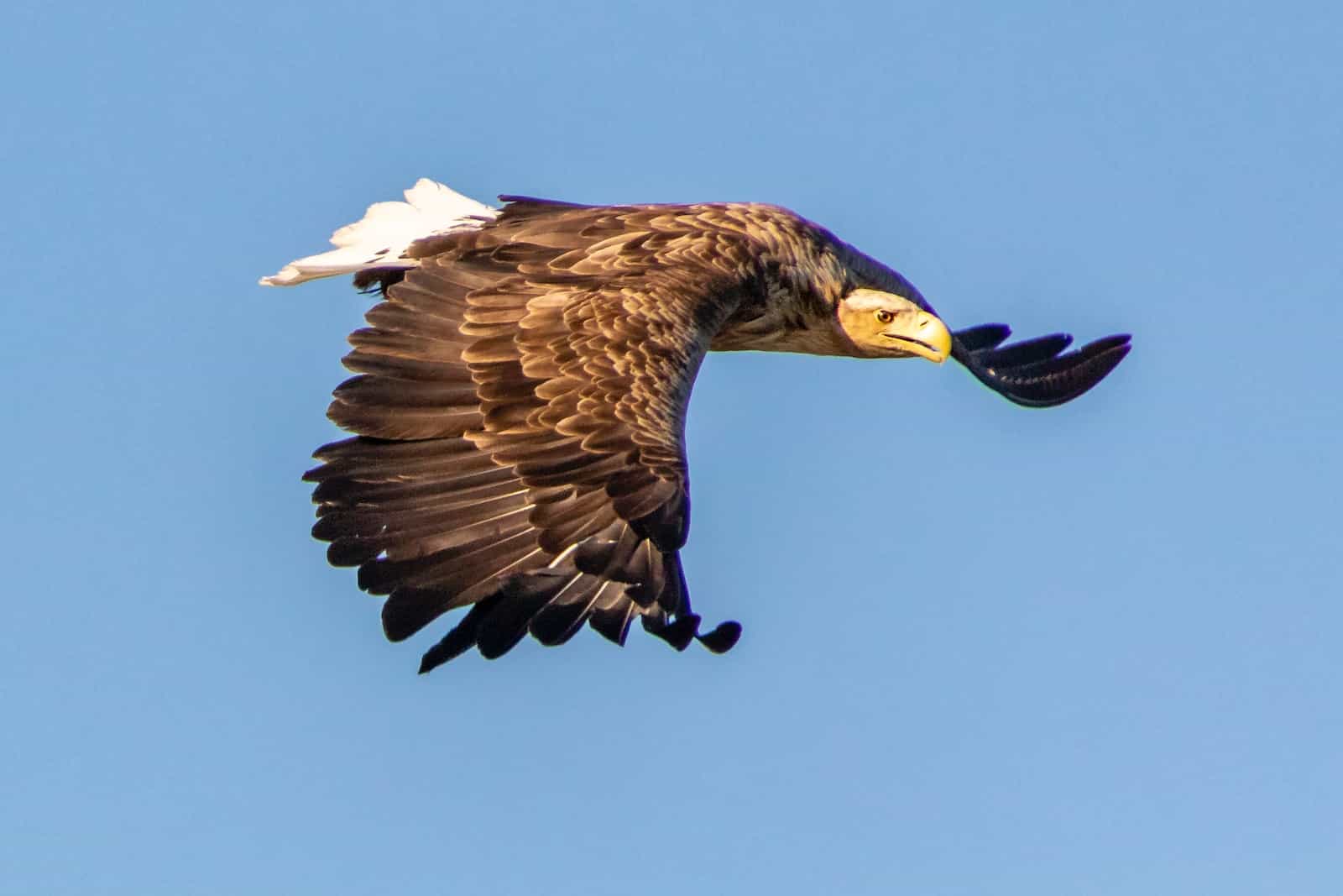 3-types-of-eagles-in-texas-with-pictures