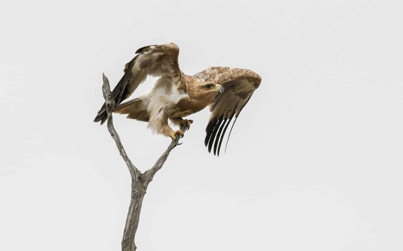 Types of Hawks in Louisiana