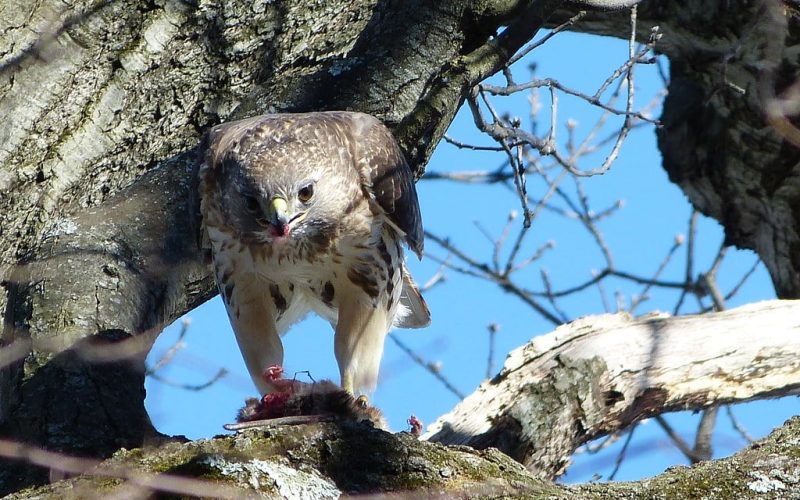 Types of Hawks in Massachusetts