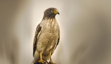 Types of Hawks in Oregon