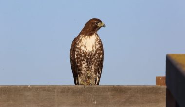 Types of Hawks in Washington State