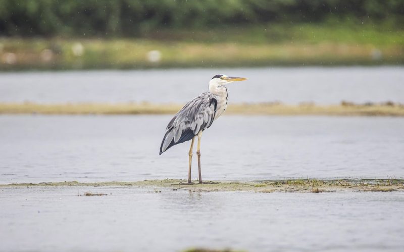 12 Types of Herons in Texas