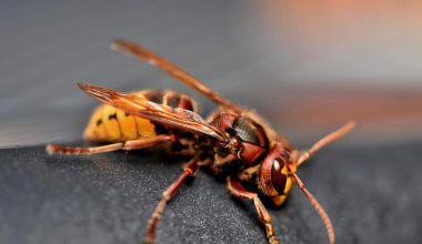 Types of Hornets in Georgia