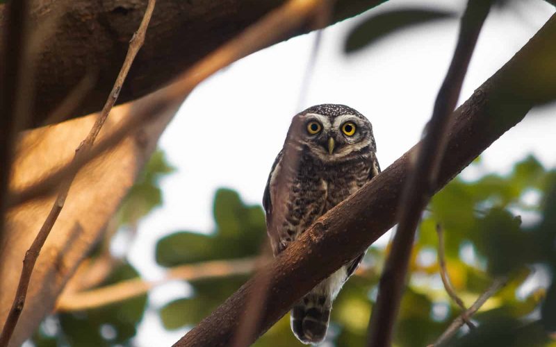 Types of Owls in Connecticut