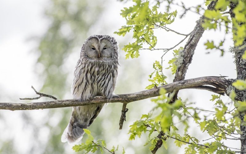 Types of Owls in Massachusetts