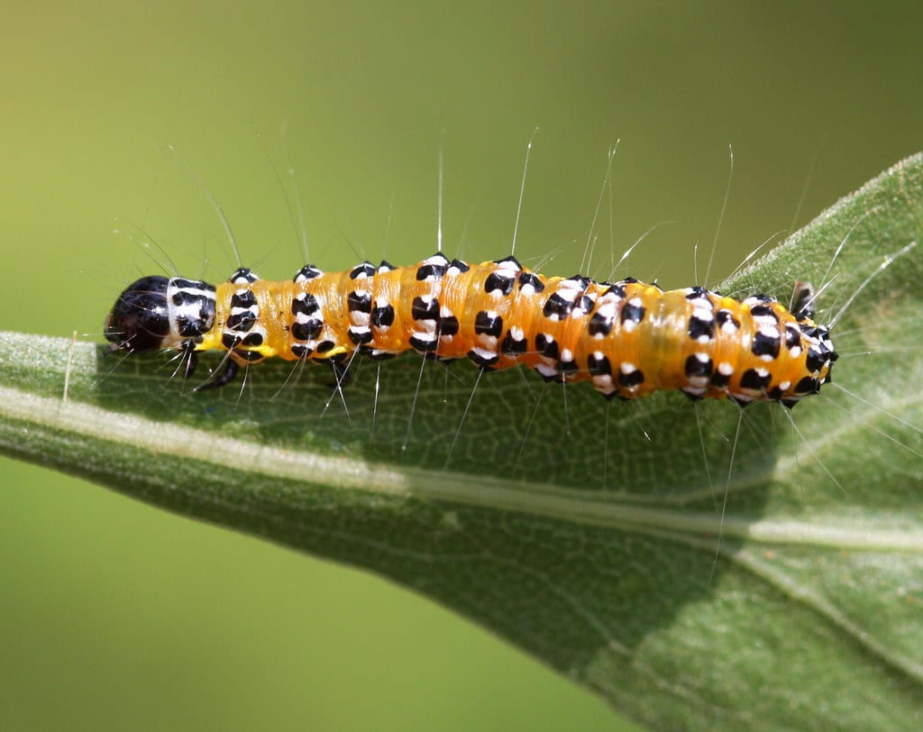 Variegated Fritillary Caterpillar