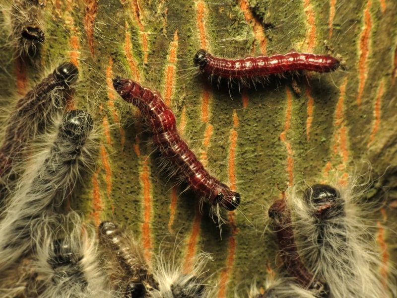 16 Different Types of Black Hairy Caterpillars