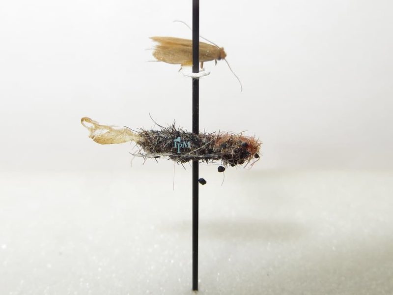 3 Different Types of Moths That Eat Clothes