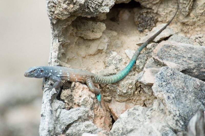 15 Different Types of Lizards in Mexico (With Pictures)