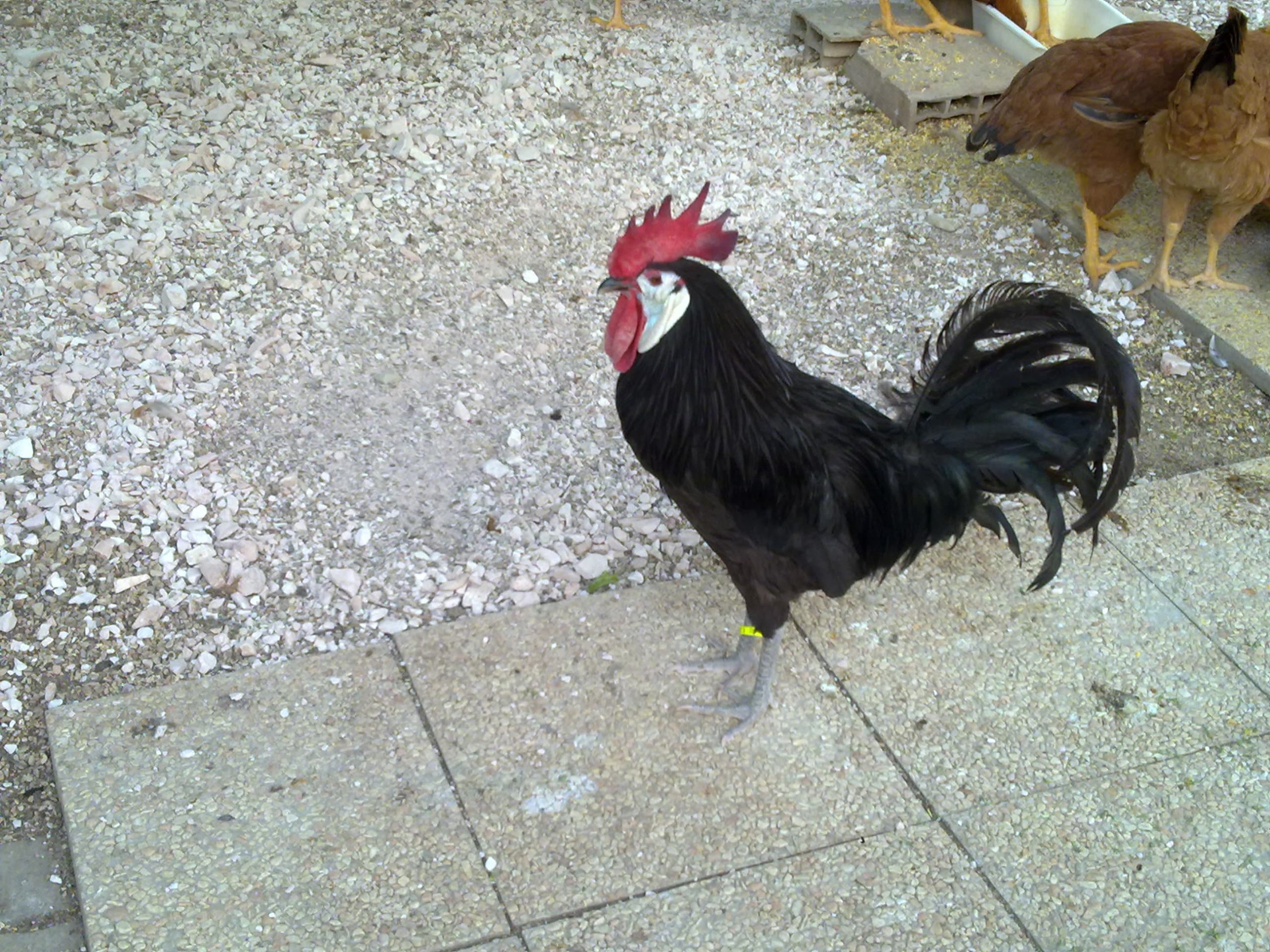 White-Faced Black Spanish Chickens