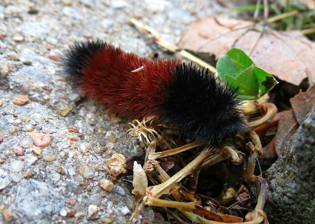 Woolly Bear - types of caterpillars in South Carolina