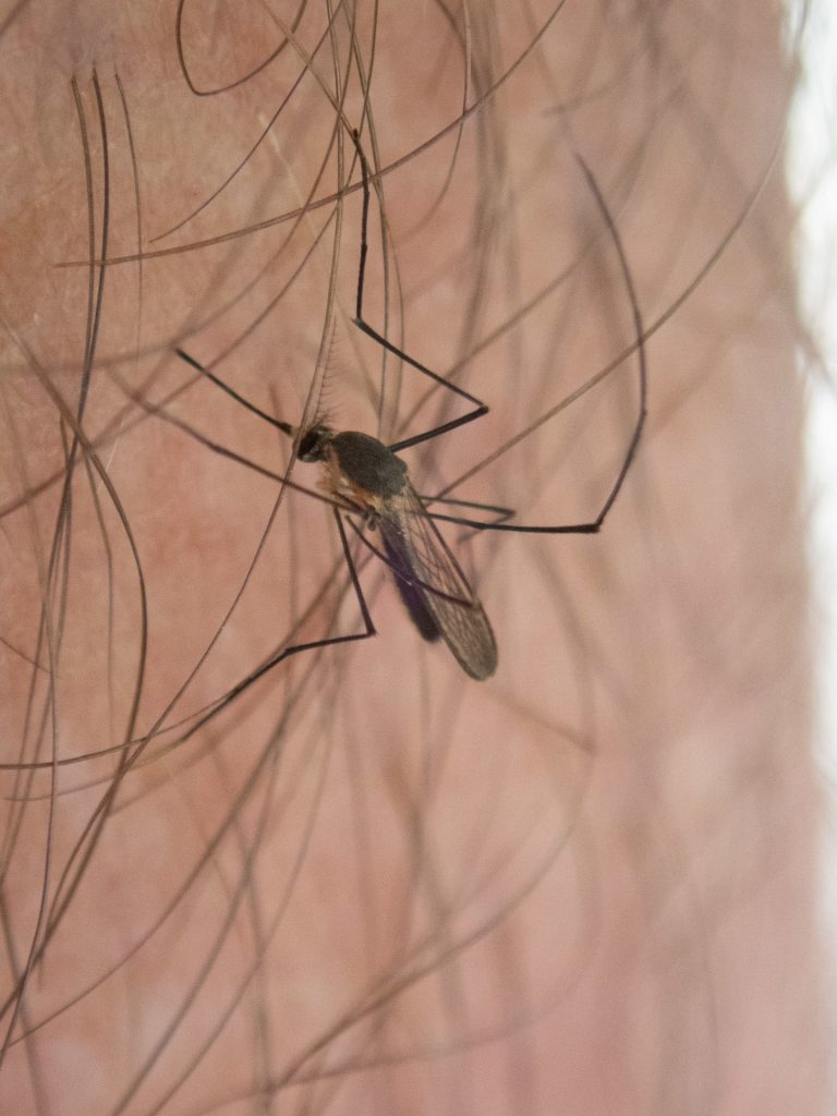 10 Different Types of Mosquitoes in Nigeria