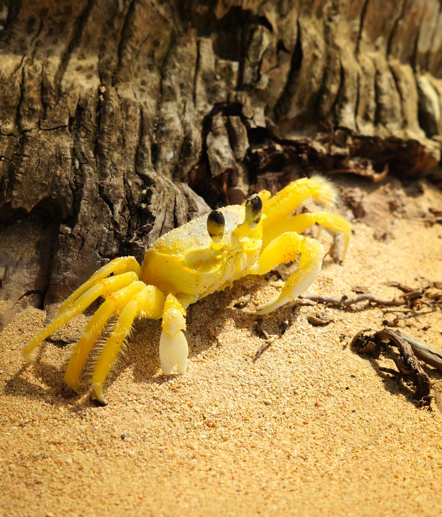 Yellow Crab