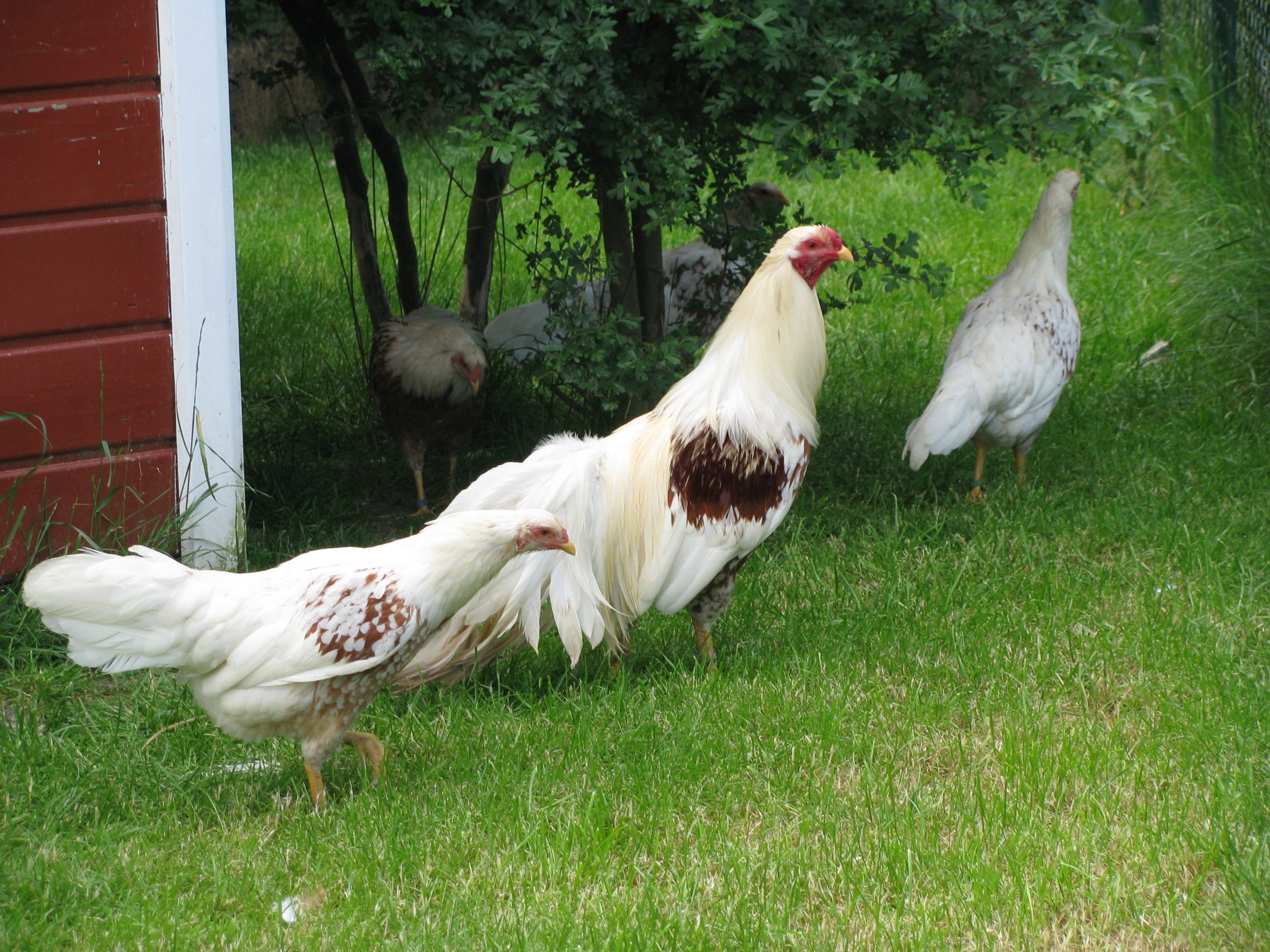 yokohama chickens