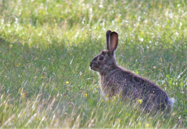 28 Different Types of Hares (With Pictures)