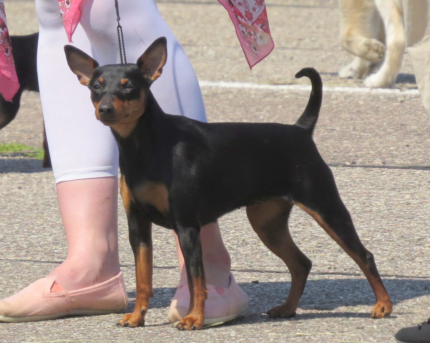 Zwergpinscher