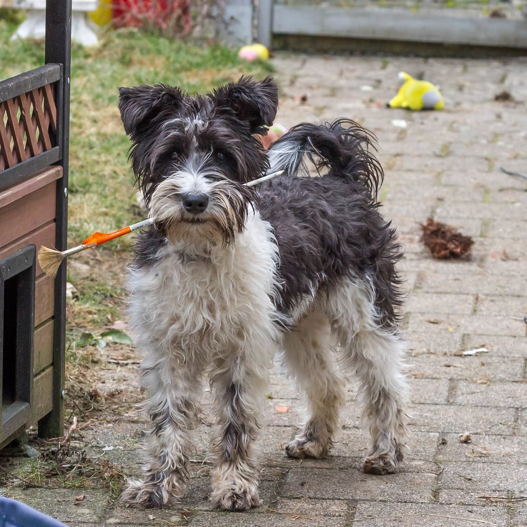 Zwergschnauzer