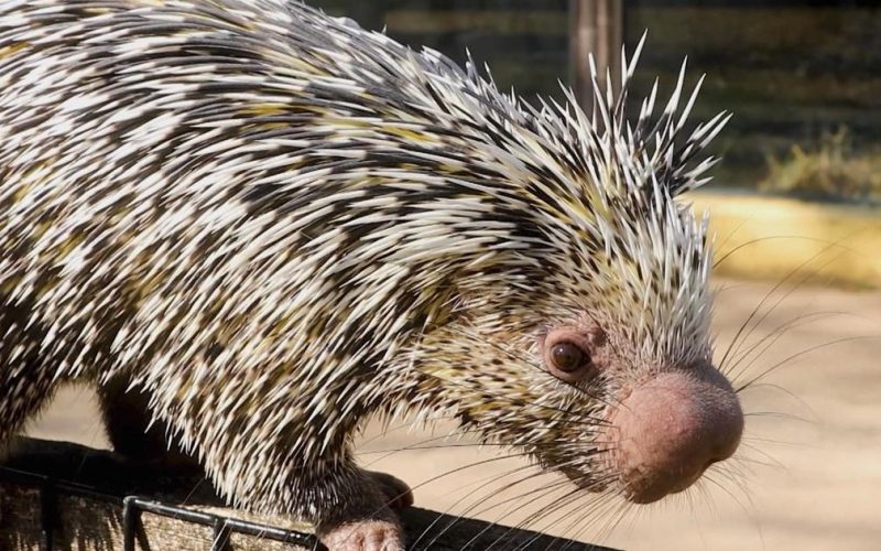 Animals with Quills