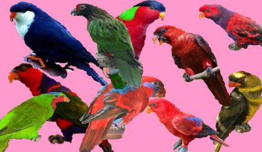 Different Types of Lorikeets