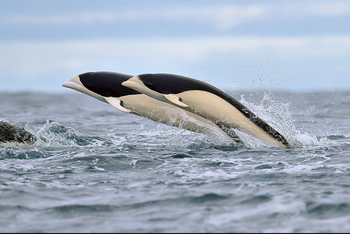 Southern Right Whale Dolphin