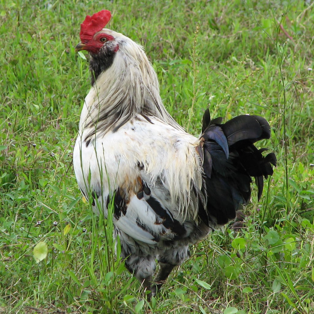 Ameraucana chicken - Friendliest Chicken Breeds