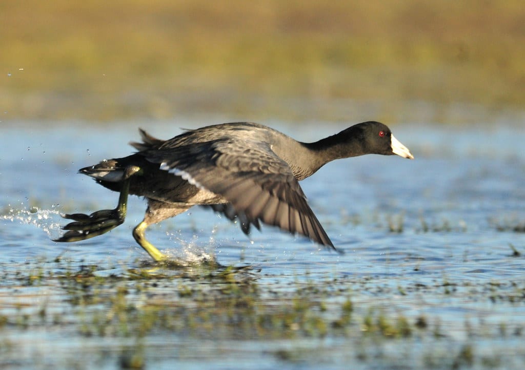 American Coots