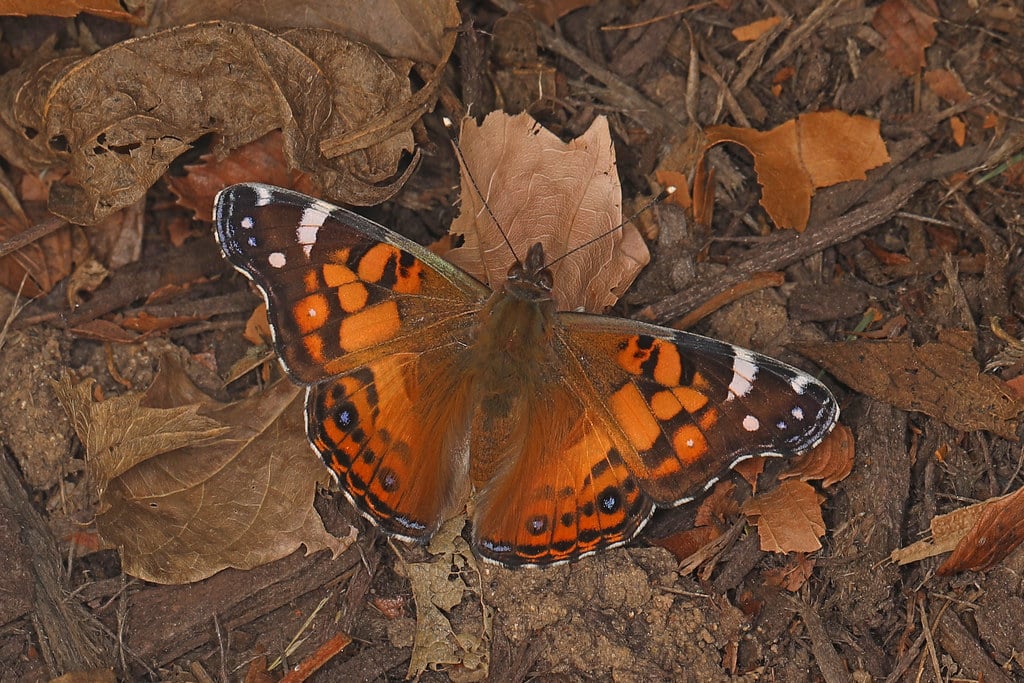 14 Types of Butterflies in Utah (With Pictures)