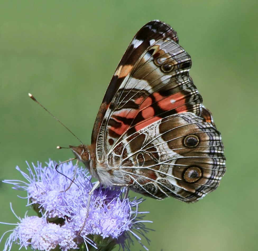 American Lady - Types of Butterflies in Georgia