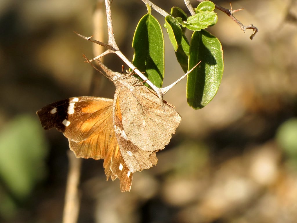 American Snout Butterfly - Butterflies in South Carolina