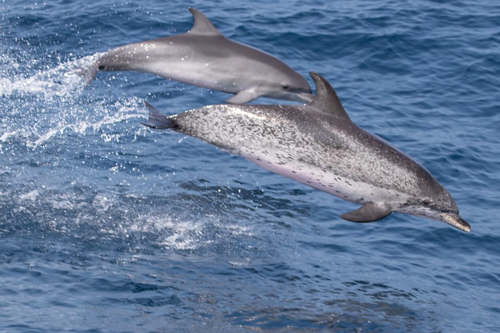 Atlantic Spotted Dolphin