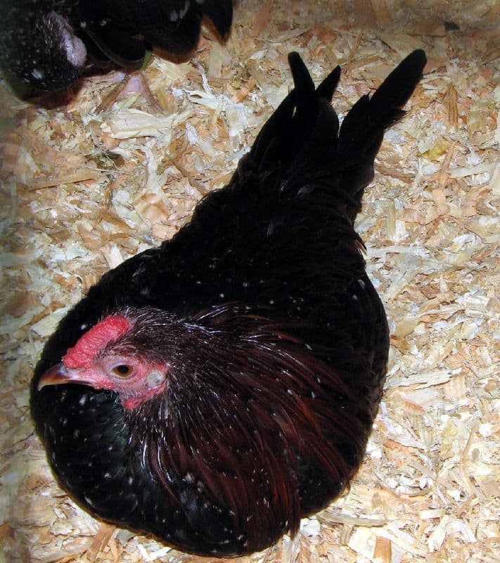 Australorp - Friendliest Chicken Breeds