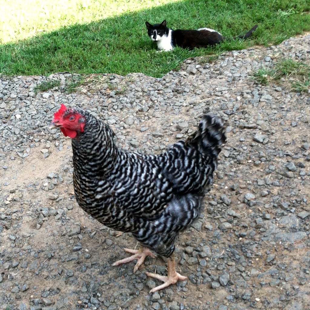 Barred Plymouth Rock - Heritage Chicken Breeds