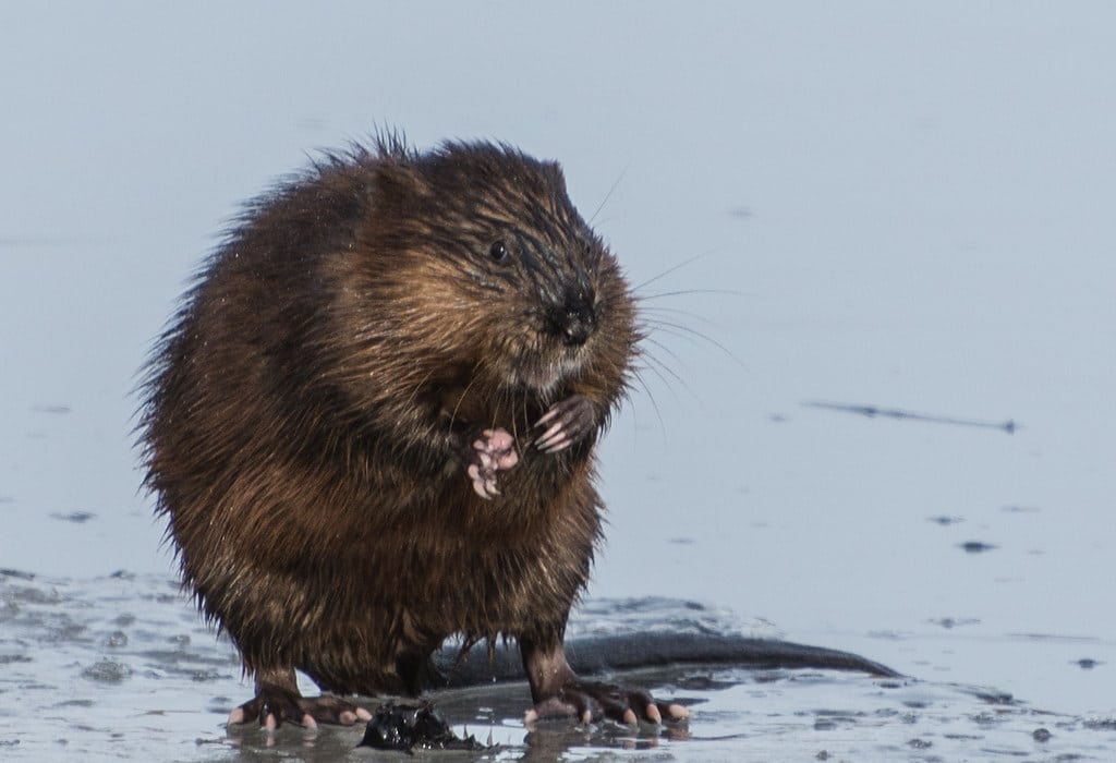 Beavers