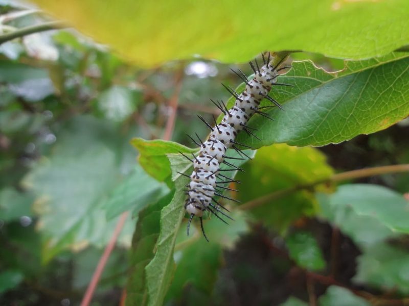 20 Types of Black and Yellow Caterpillars