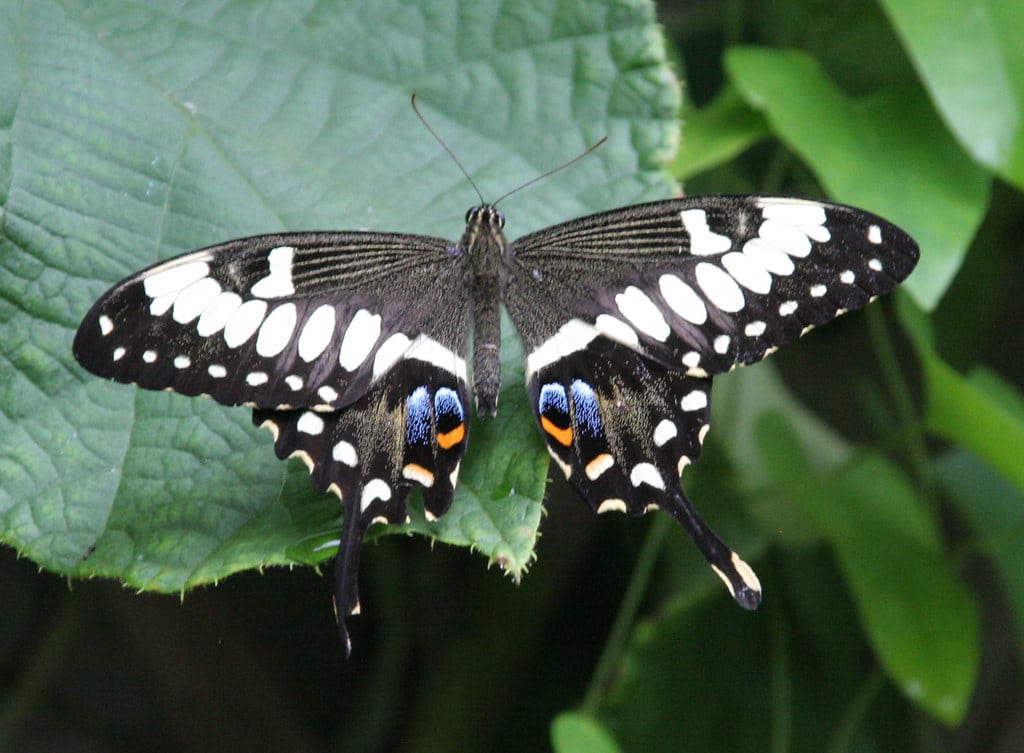 Black Swallowtail 