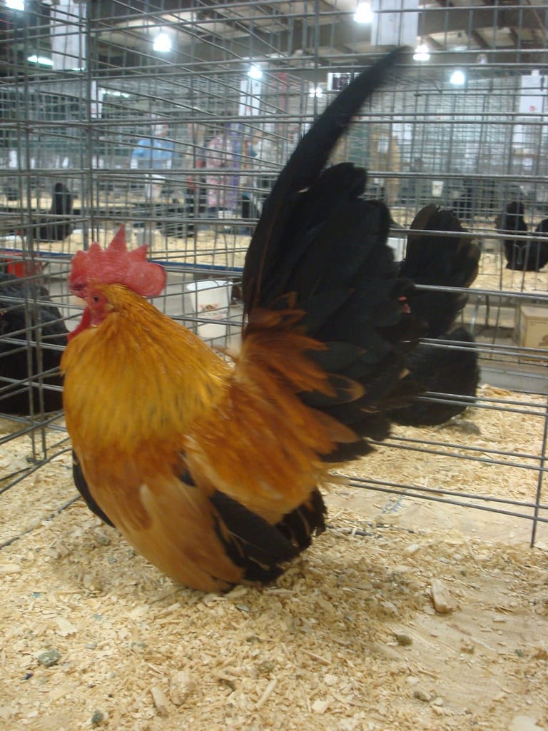 Black Tail