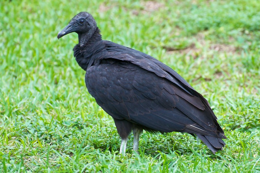 19 Largest Birds in North America (With Pictures)