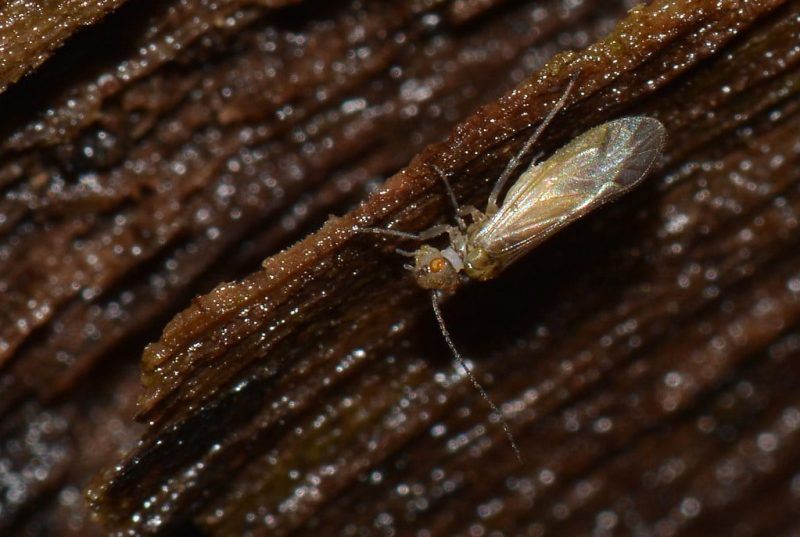 18 Types of Insects That Live in Beds