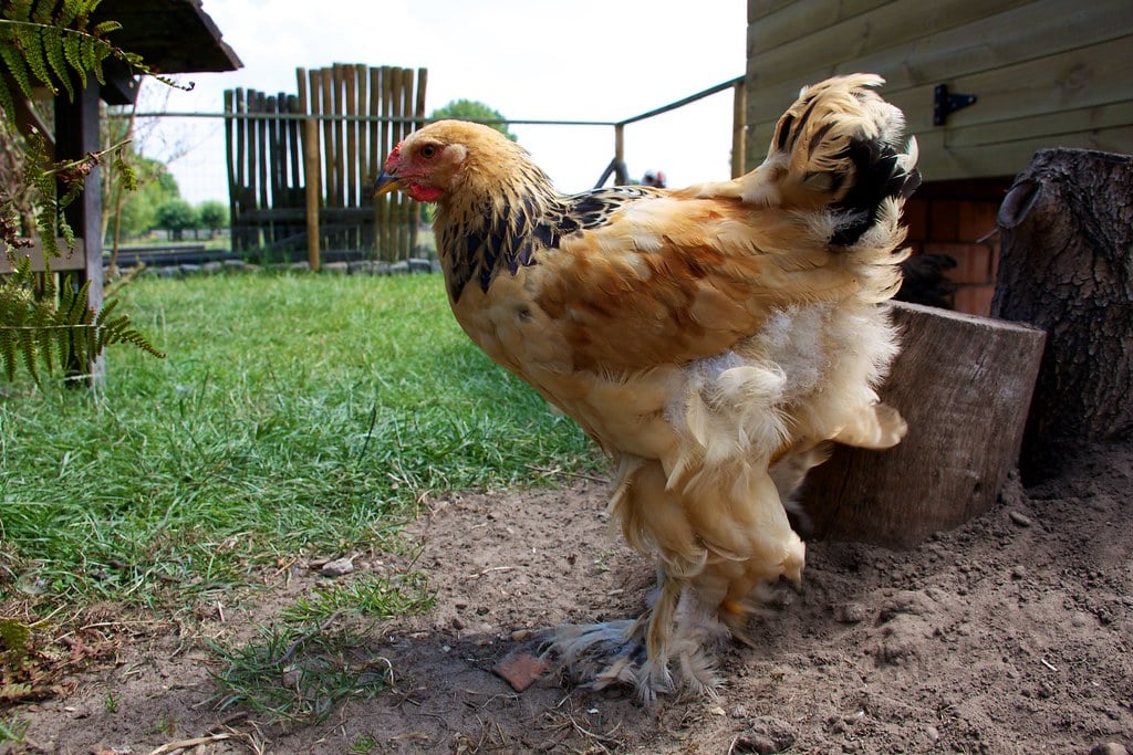 Brahma - Friendliest Chicken Breeds