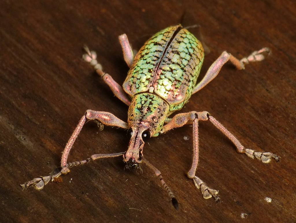 20 Types Of Weevils In Texas