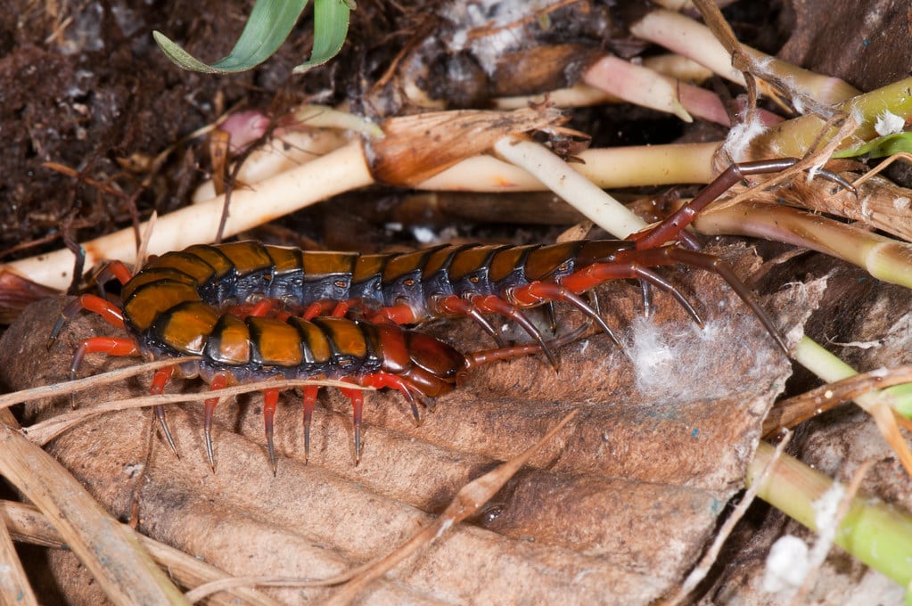 13 Different Types of Centipedes