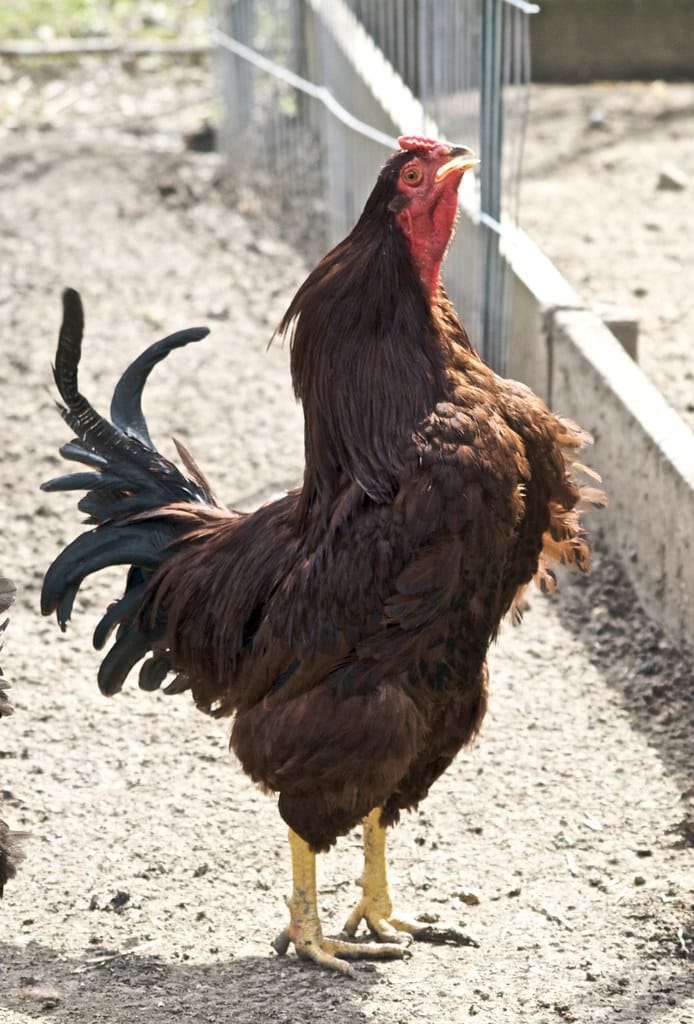 Buckeye - cold weather chicken breeds