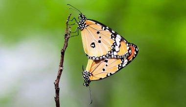 Types of Butterflies in Georgia