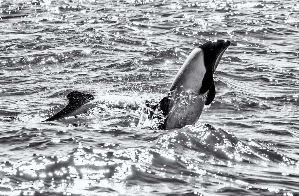 Commerson’s Dolphin