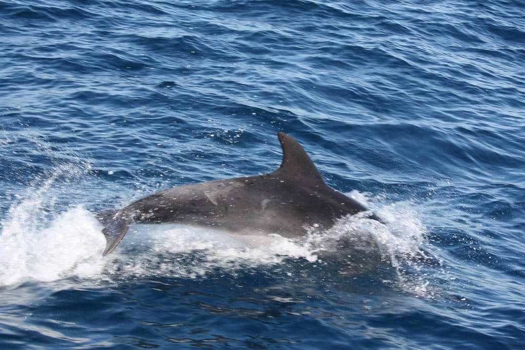 Common Bottlenose Dolphin