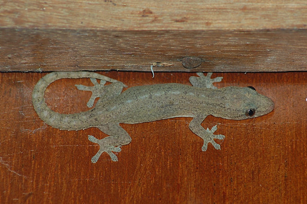 Common House Geckos