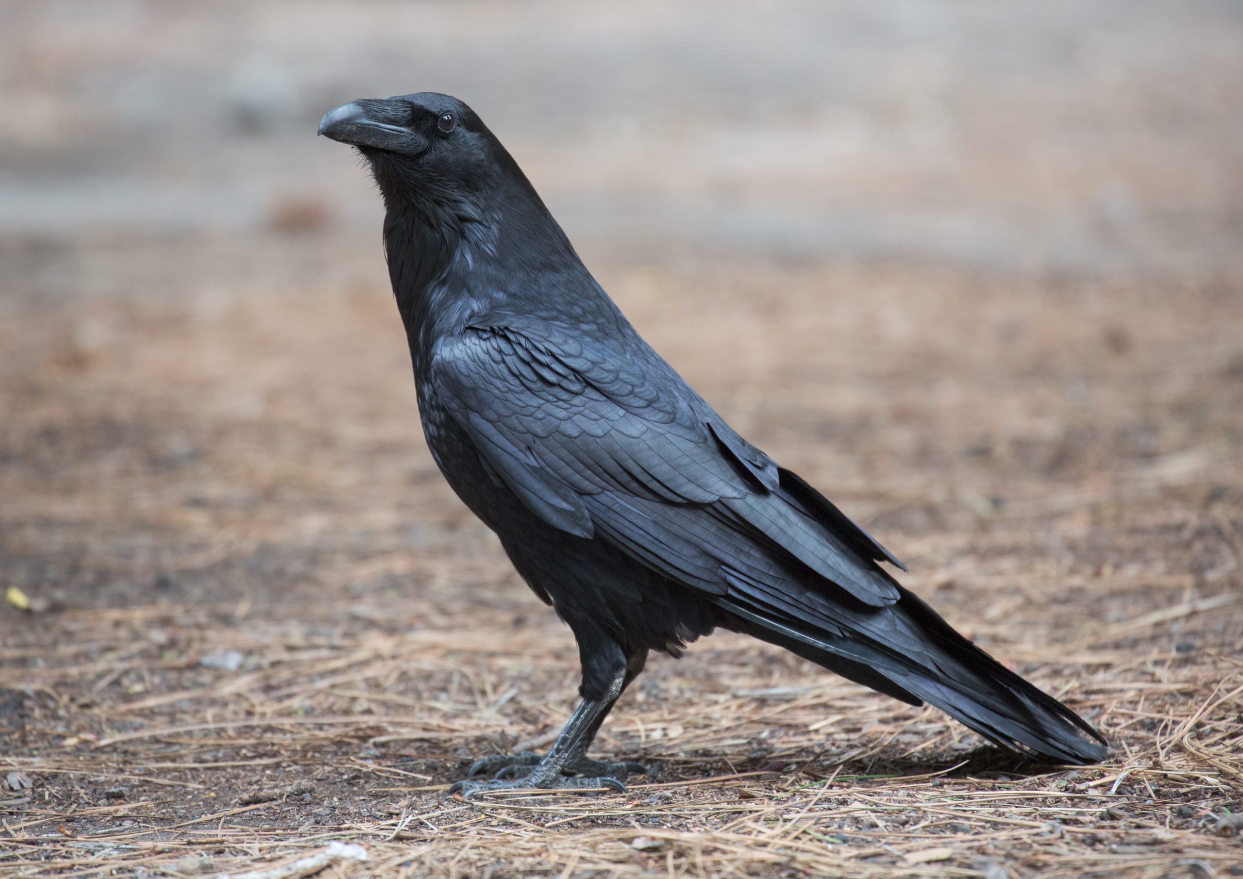 Common Raven - Largest Birds in North America