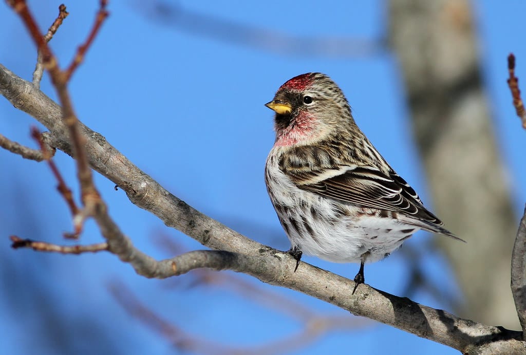 Common Redpoll - Types of Finches in Oregon