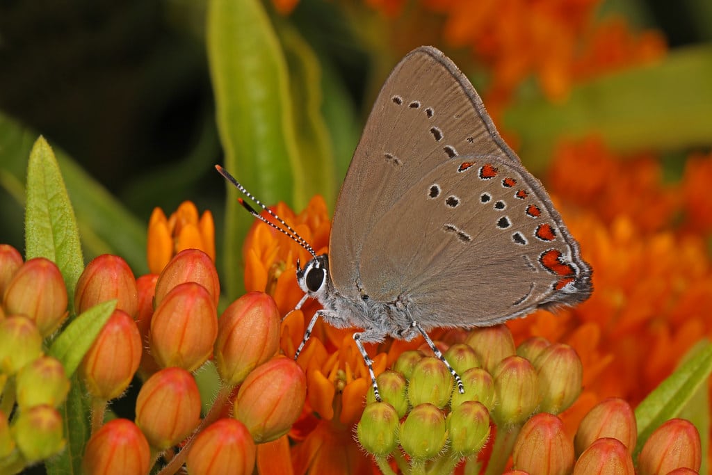 14 Types of Butterflies in Utah (With Pictures)